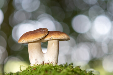 Boletus edulis.  Edible mushroom