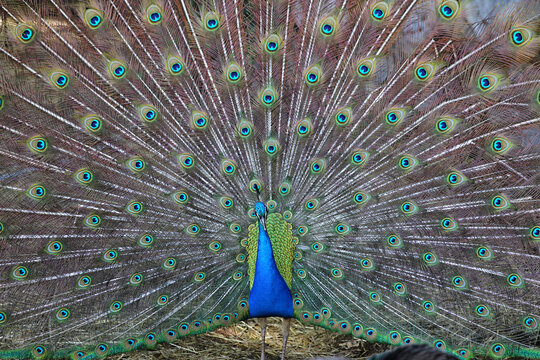 Beautiful Peacock with Feathers open