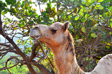 Not so happy old Camel.