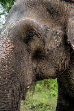 Detail of an elephant skin