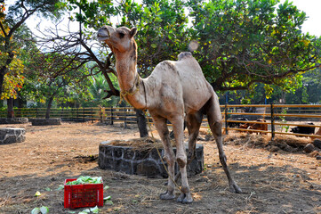 Not so happy old Camel.
