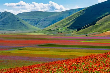 Abwaschbare Fototapete Lentil flowering with poppies and cornflowers in Castelluccio di Norcia, Italy © rudiernst