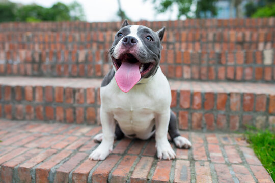 lovely bulldog outdoor