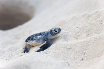 Tortuga marina recién nacida saliendo del nido en la arena