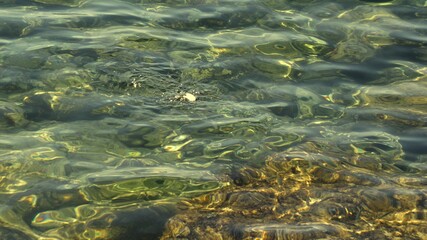 Fish under water. Cyprus. Pathos. Beach.