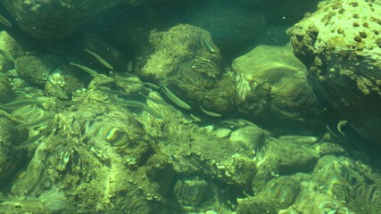 Fish under water. Cyprus. Pathos. Beach.