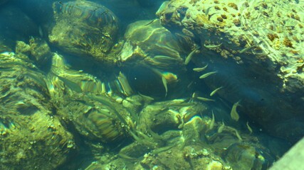 Fish under water. Cyprus. Pathos. Beach.