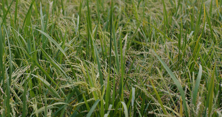 Green fresh paddy rice field