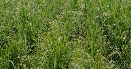 Fototapeta premium Fresh green paddy rice field