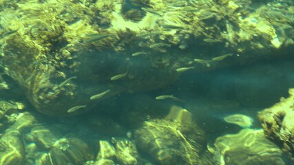 Fish under water. Cyprus. Pathos. Beach.