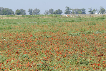 Champ de tomates dans la région des Pouilles en Italie