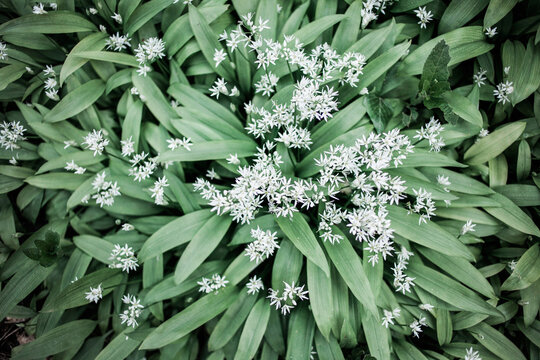 Aerial shot of wild garlic