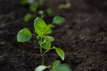 young eggplant seedling