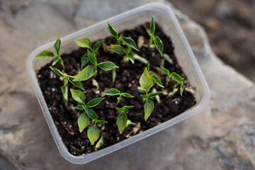 seedling in a pot