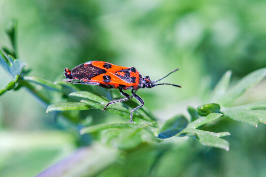 Red bedbug on a branch