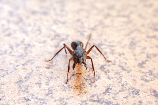 Army ant