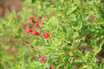 アキノベニバナサルビア　別名:
別名・別読み： オータムセージ、チェリーセージ、サルビア・ミクロフィラ  学名：Salvia greggii