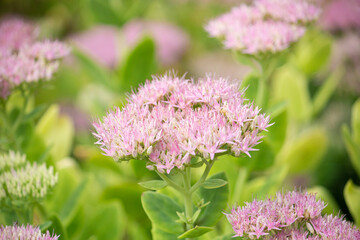 オオベンケイソウ　学名： Hylotelephium spectabile、H. erythrostictum、生薬原料