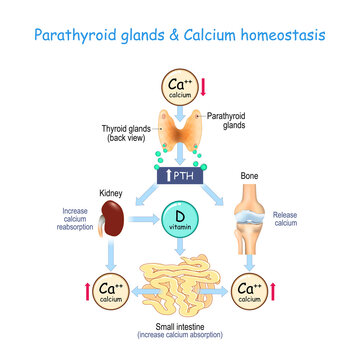 vitamin D, and Calcium homeostasis. Parathormone (PTH)