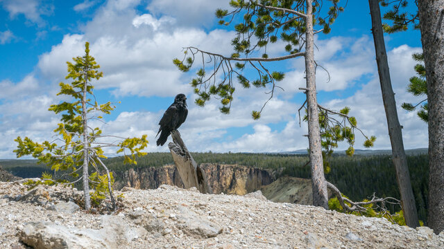 black raven at the grand canyon of the yellowstone national park, wyoming, usa