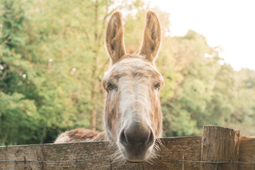 A friendly donkey came over to stand with its head over the fence and pose for the camera.