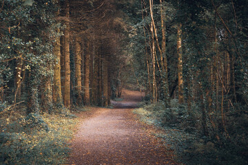 The forest path is illuminated by the dappled light coming through the trees in this dark and moody forest scene.