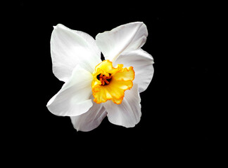 Fototapeta na wymiar white blooming flower on black background, daffofil