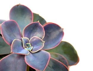 succulent plant close up view, echeveria cactus