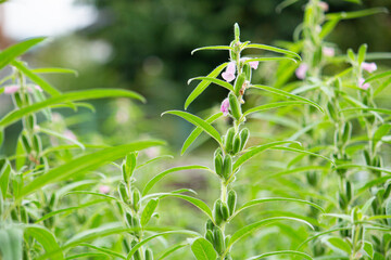 ゴマ（胡麻、学名：Sesamum indicum）の花（9月、日本）：食用油などに使われる