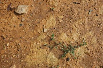 Moist yellow soil with lots of small stones, detailed texture