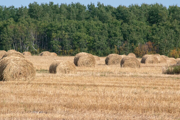 Fototapeta premium Hay Bales after fall harvest on the Canadian Prairies.
