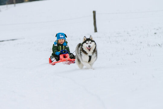 young child and his husky having fun in snowcovered winter lands