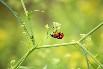 ナナホシテントウ（七星瓢虫、七星天道、学名：Coccinella septempunctata Linnaeus）の交尾、秋、日本、東京