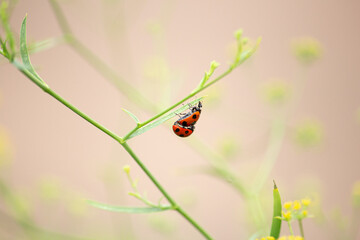 ナナホシテントウ（七星瓢虫、七星天道、学名：Coccinella septempunctata Linnaeus）の交尾、秋、日本、東京