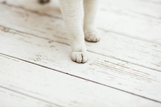 Beautiful White Cat Outdoors