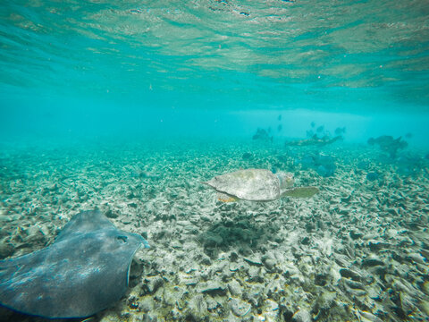 Tropical Underwater Wonderland with Stingray, Turtle and Fish