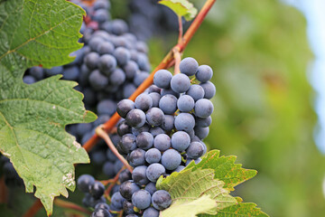 Close up of ripe blue grapes on vine