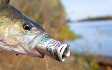image of fish money banknote 