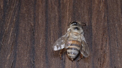 dead bees showing many details of body