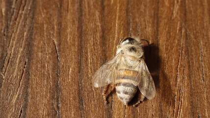 dead bees showing many details of body