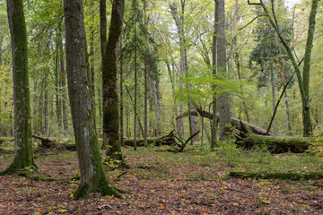 Fototapeta premium Deciduous stand with hornbeams and oaks