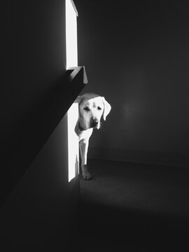 Dog Looking Around The Corner