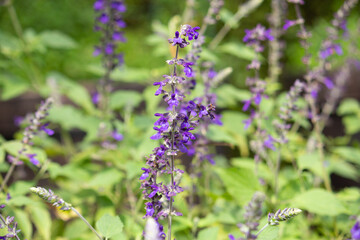  ラベンダーセージ　□ 学 名 : Salvia 'Indigo Spires' □ 別 名 : サルビア インディゴスパーヤーズ(スパイヤー) など、秋、日本で撮影