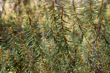 Rhododendron tomentosum,   marsh Labrador tea closeup selective focus