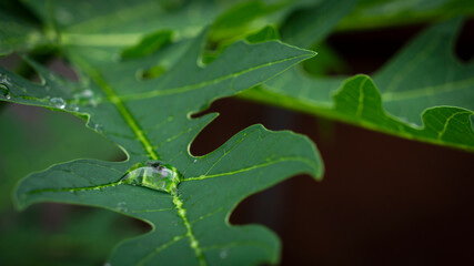 The rain on the papaya leaves was taken up close.