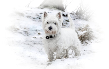 Winter walk at snowing park. White dog. West highland white terrier.