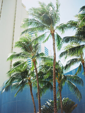 palm trees in honolulu city in hawaii
