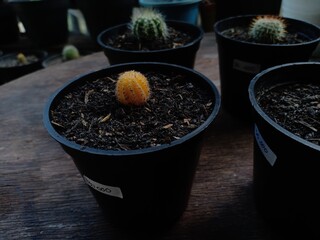 cactus plants of various types