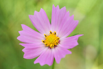 Obraz premium 初秋のコスモス