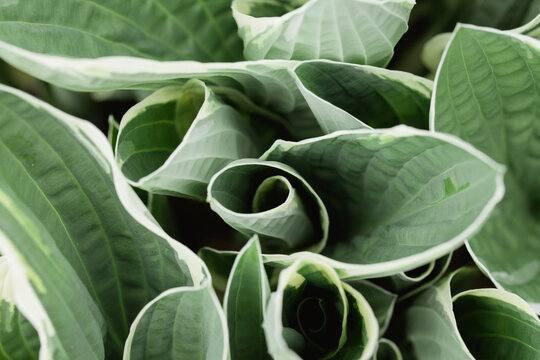 Close up of hosta plant leaves